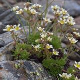 Saxifraga adenophora