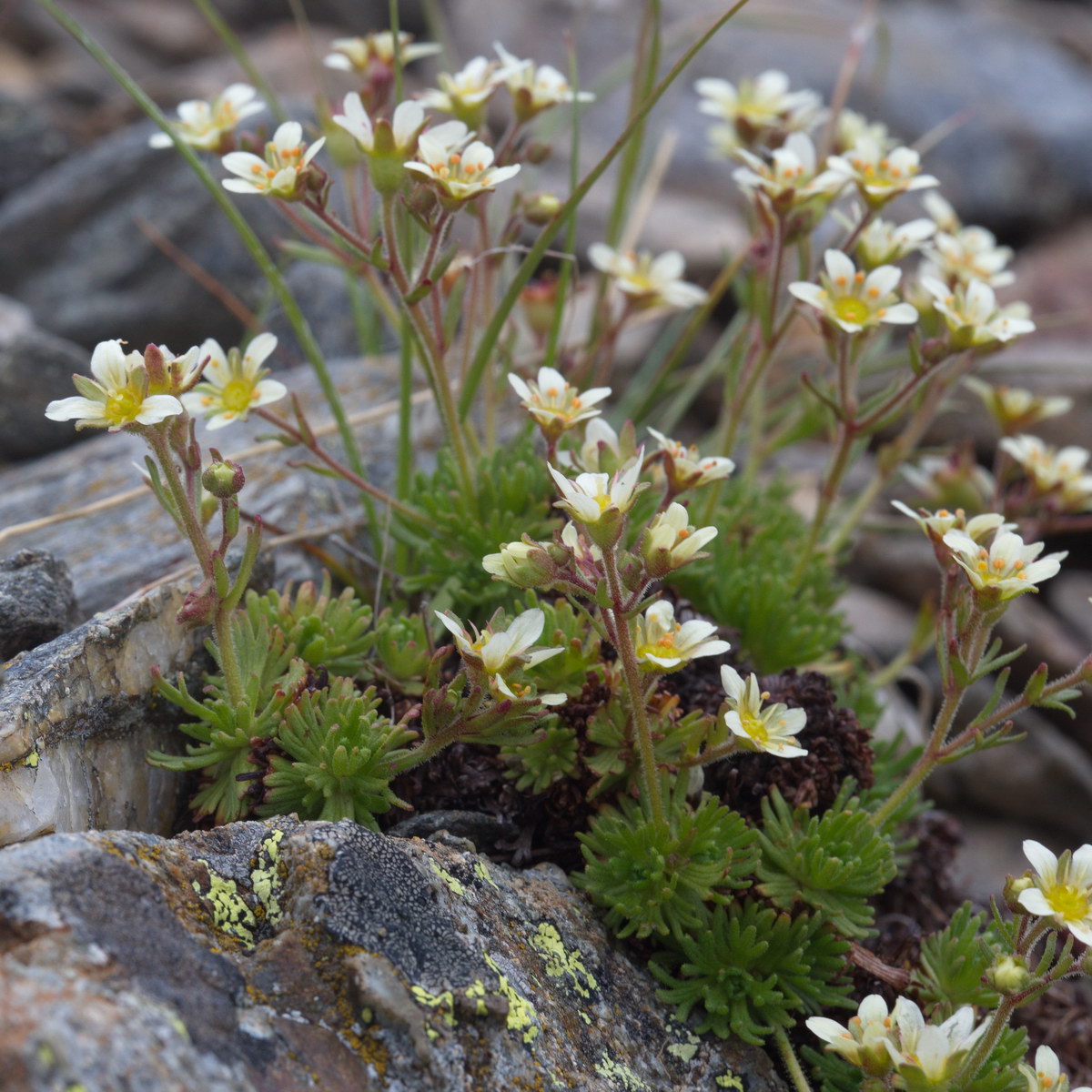 Image of Saxifraga adenophora specimen.