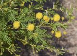 Vachellia karroo