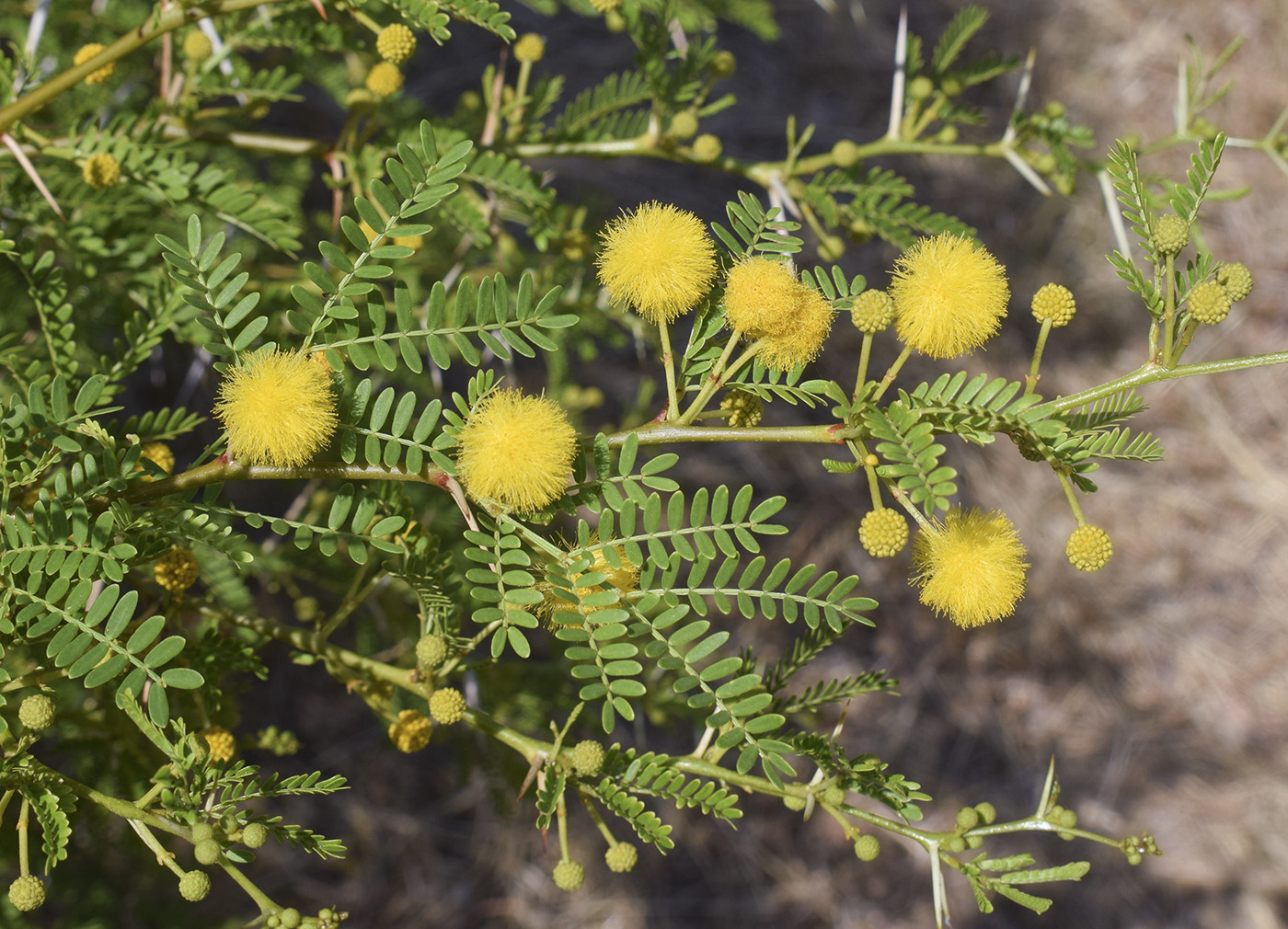 Изображение особи Vachellia karroo.
