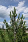 Pinus wallichiana