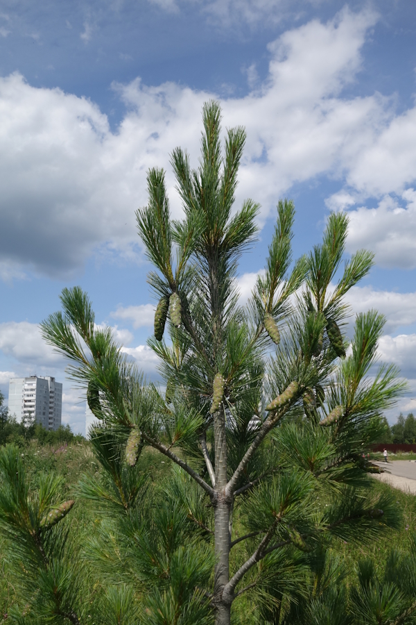 Изображение особи Pinus wallichiana.
