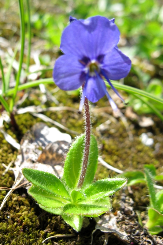 Image of Veronica grandiflora specimen.