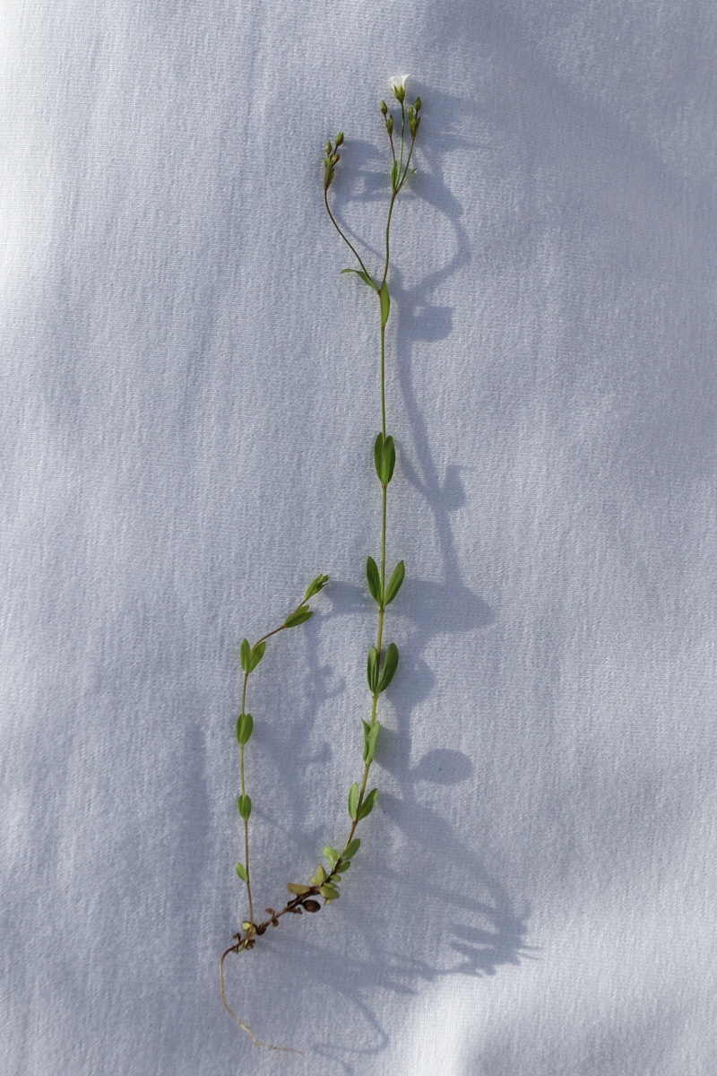 Изображение особи Linum catharticum.