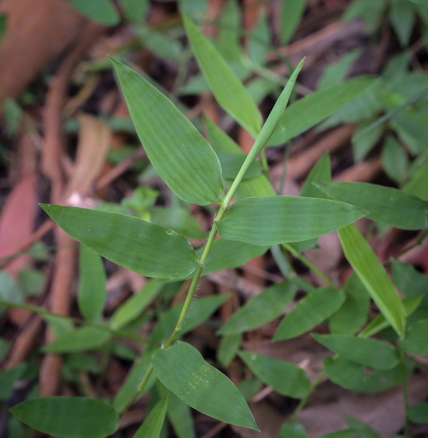 Image of Phyllostachys aurea specimen.