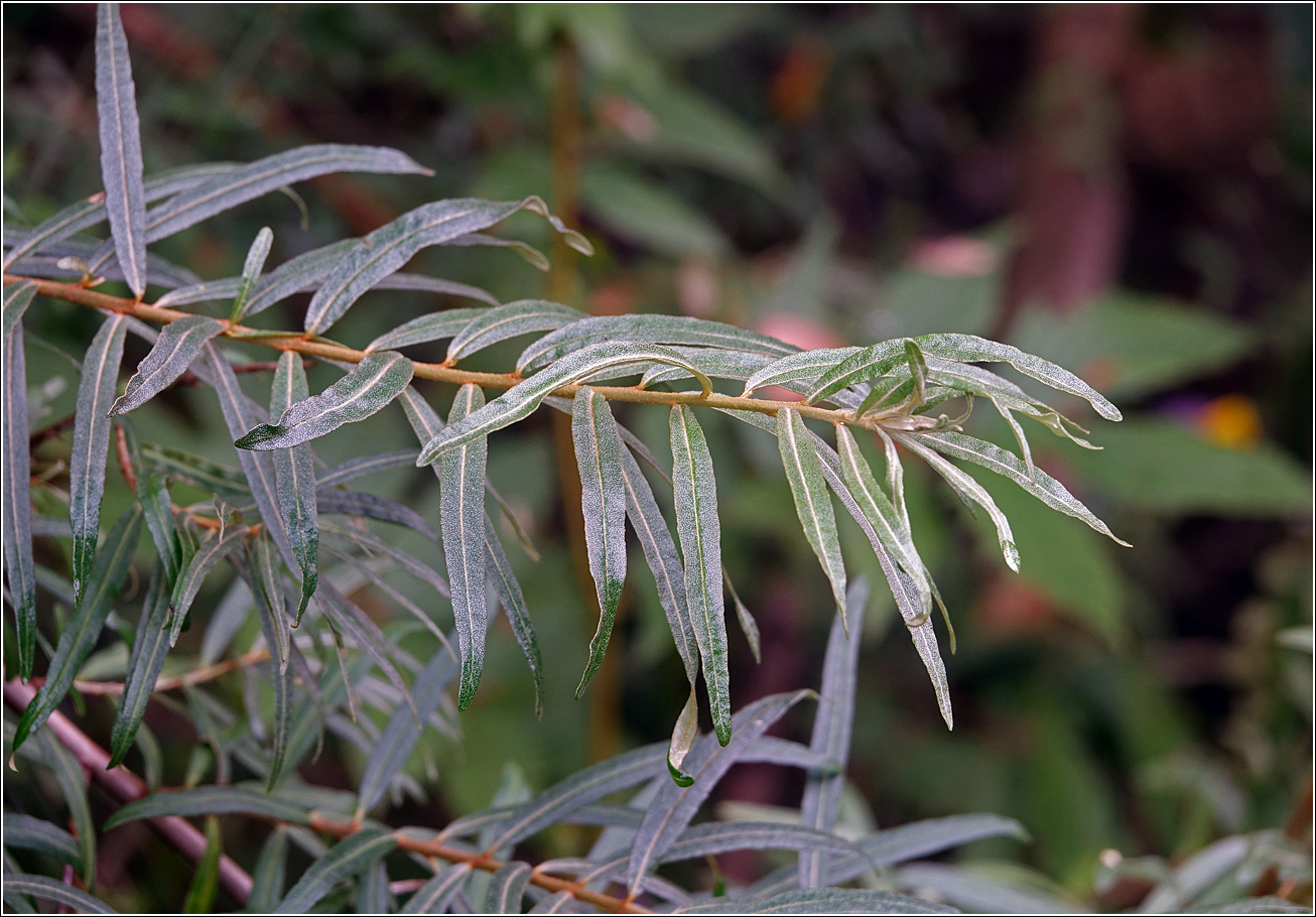 Изображение особи Hippophae rhamnoides.