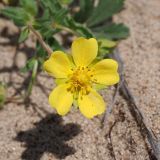 Potentilla incana