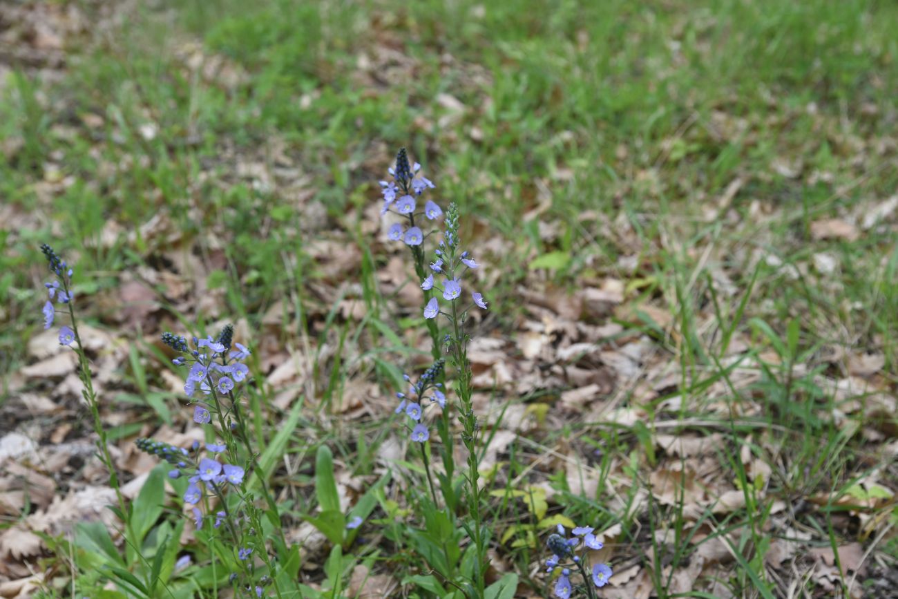 Image of genus Veronica specimen.