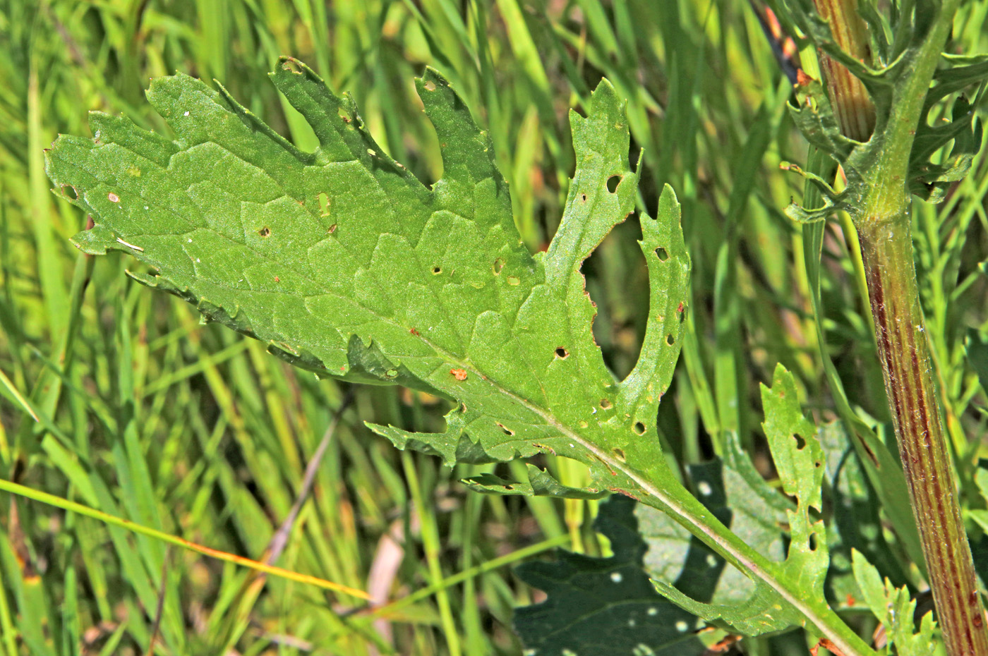 Image of Senecio jacobaea specimen.