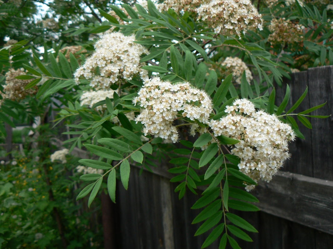 Изображение особи род Sorbus.