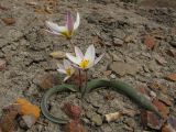 Tulipa biflora. Цветущее растение. Восточный Крым, Солнечная долина. 5 апреля 2011 г.