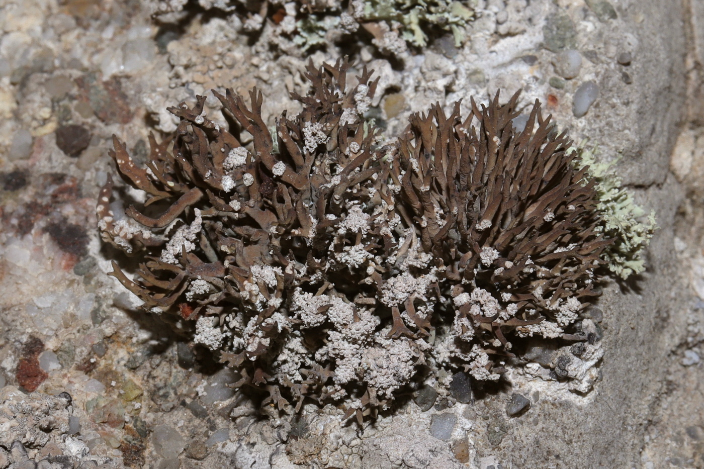 Image of Roccella phycopsis specimen.