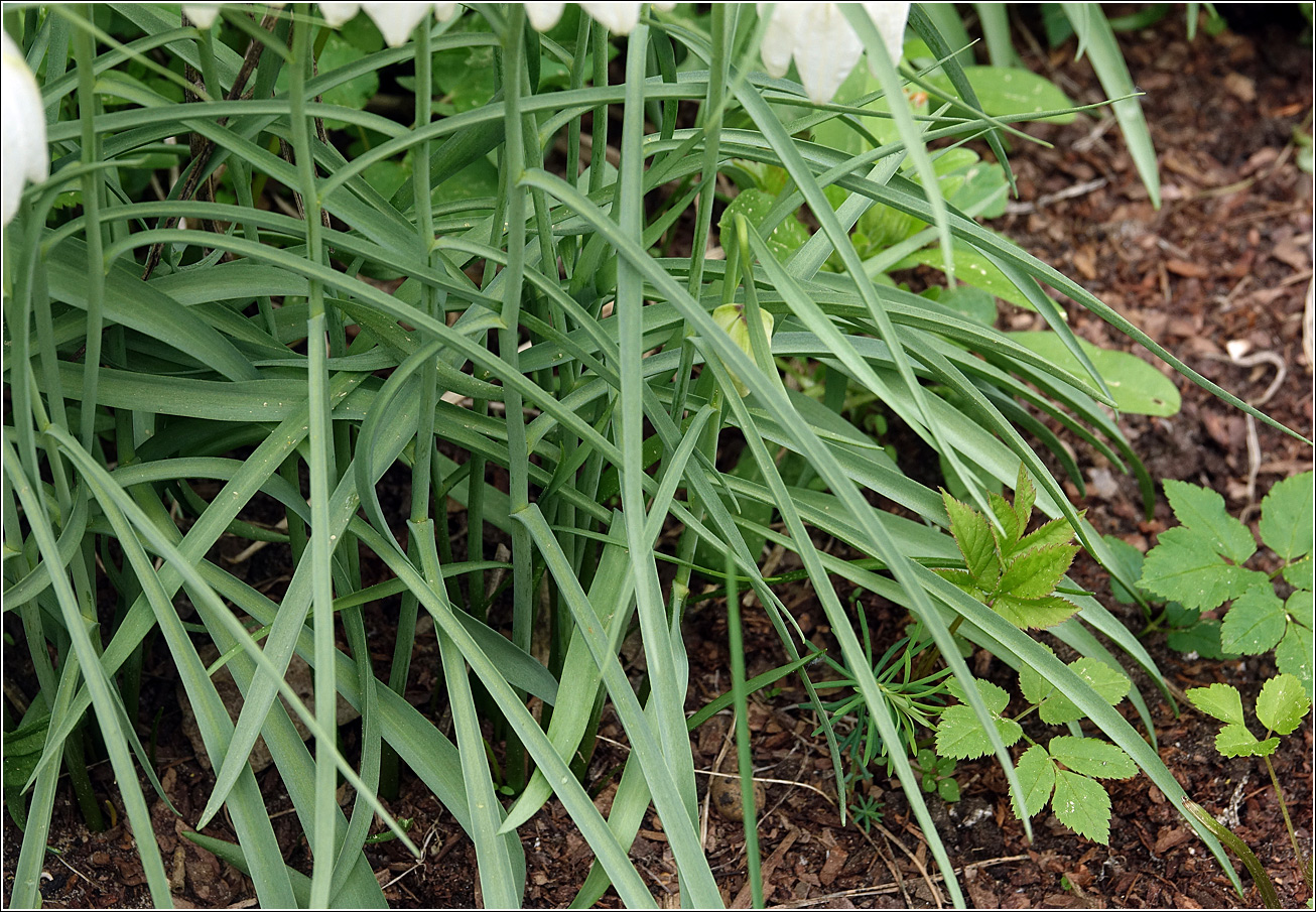 Изображение особи Fritillaria meleagris.