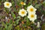 Dryas punctata. Цветки и листья. Камчатский край, Мильковский р-н, Ганальский хр., северное подножие вулкана Бакенинг, восточный склон пер. Майский, ≈ 1090 м н.у.м., горная тундра. 30.06.2025.