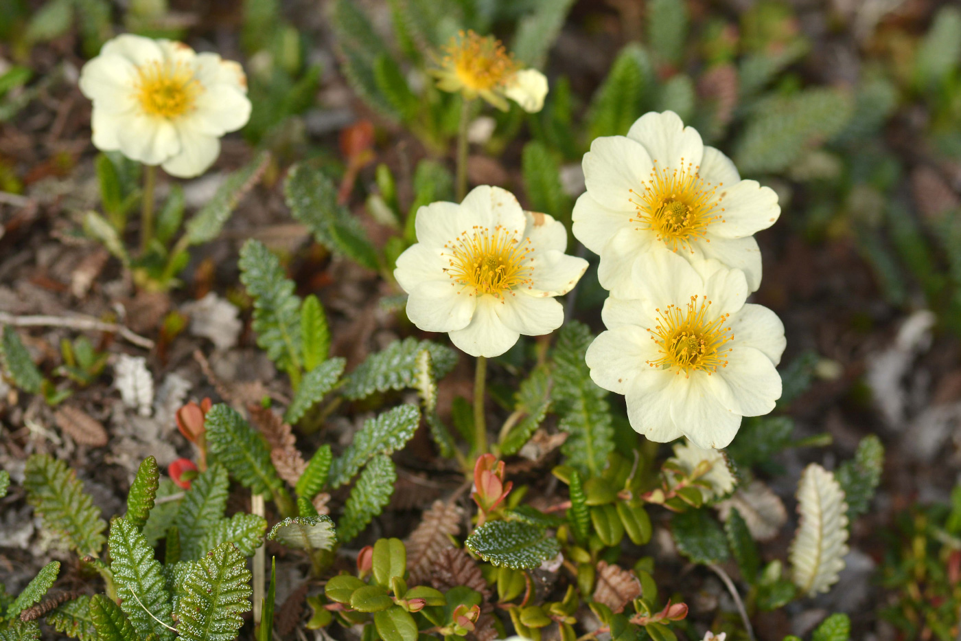 Изображение особи Dryas punctata.