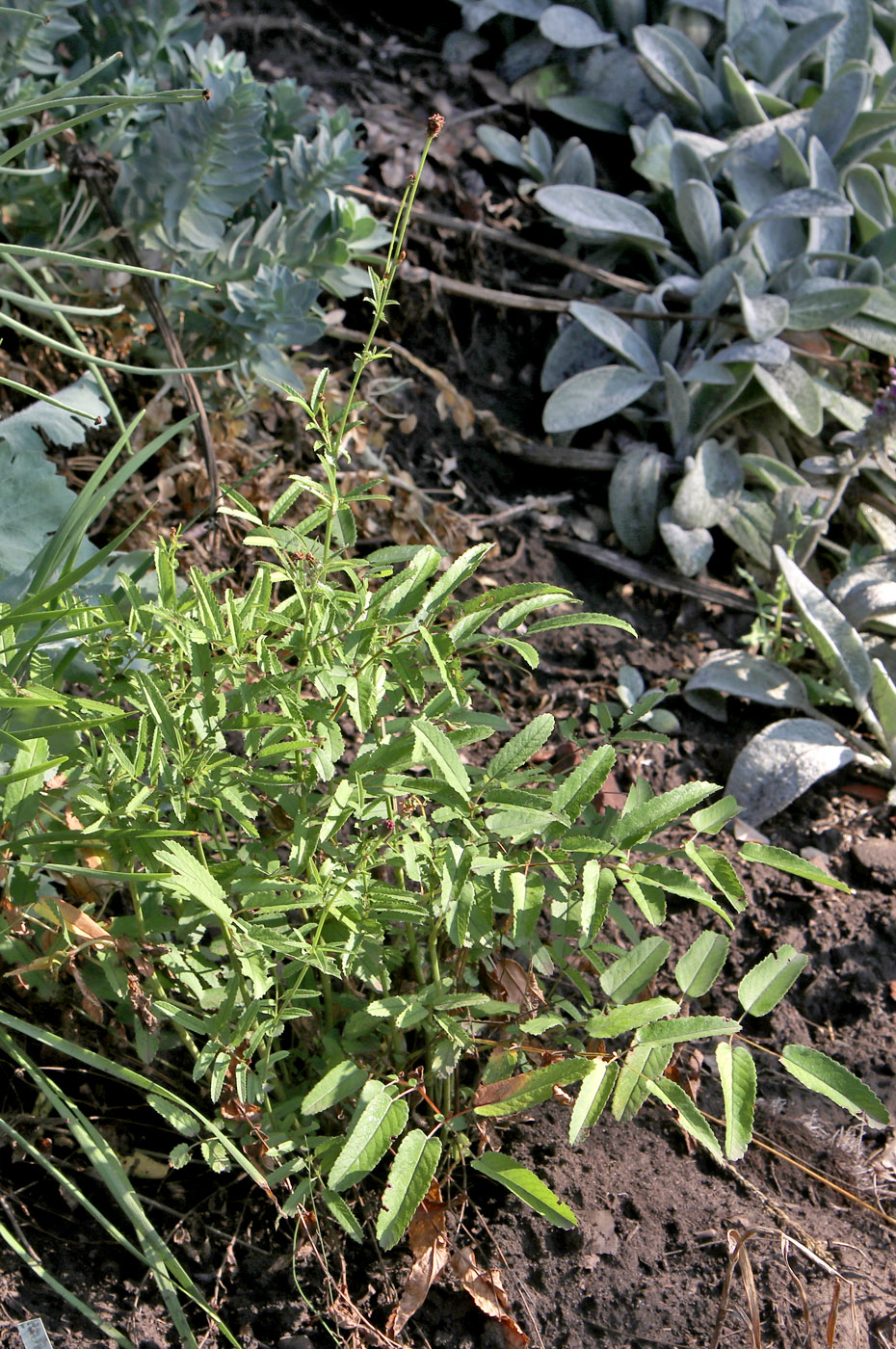 Image of Sanguisorba polygama specimen.