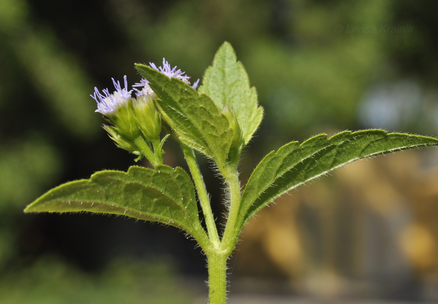 Image of Ageratum conyzoides specimen.