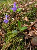 Viola dehnhardtii