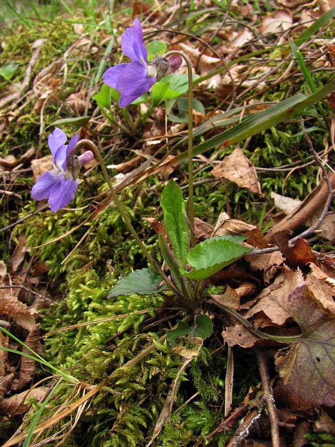 Изображение особи Viola dehnhardtii.