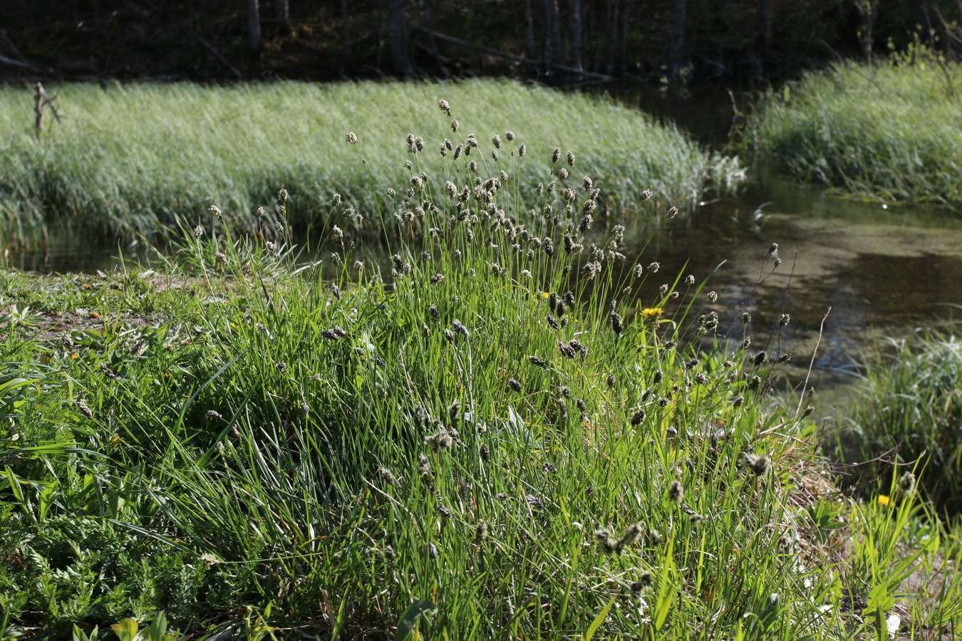 Image of Sesleria caerulea specimen.