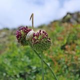 genus Allium