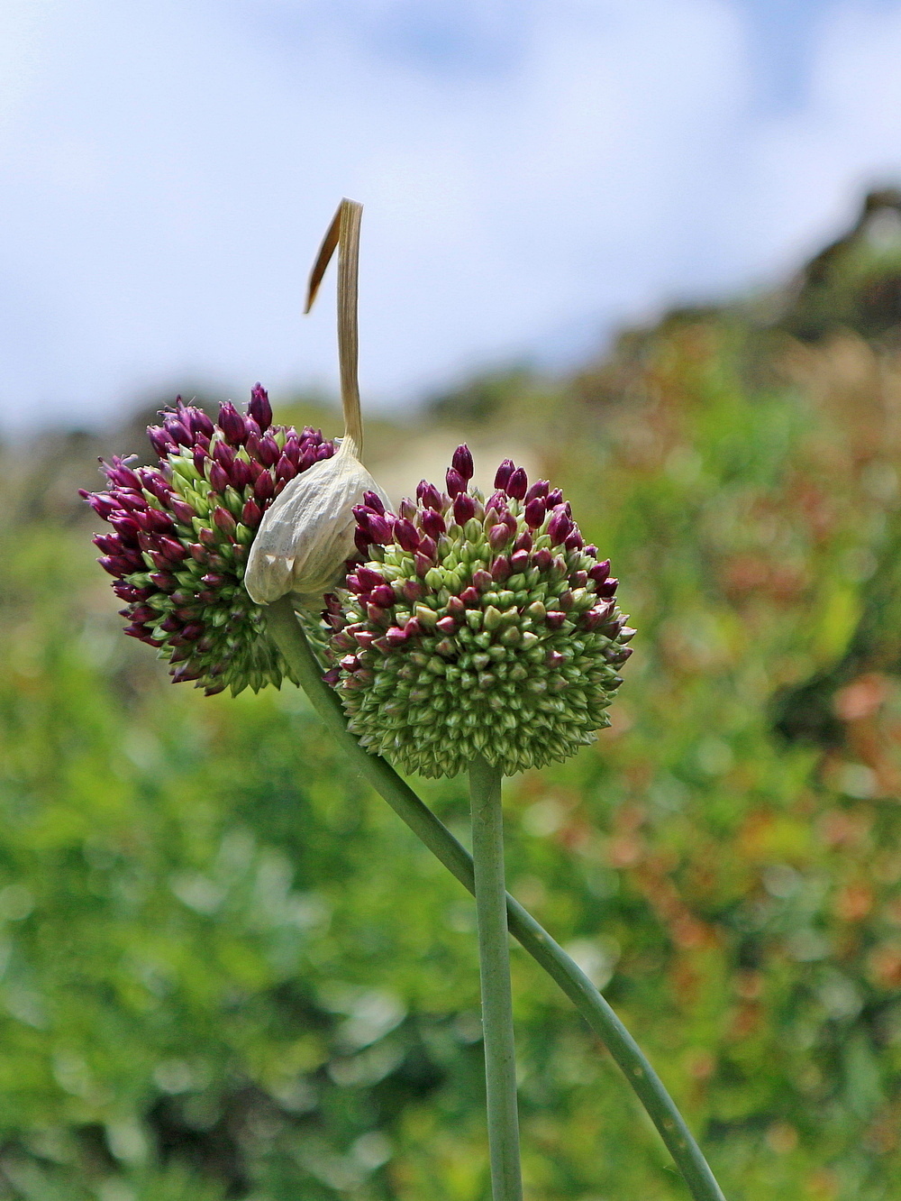 Изображение особи Allium sphaerocephalon.