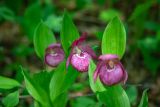 Cypripedium macranthos. Цветки и листья. Приморский край, Партизанский р-н, гора Скалистая (Читинза), 1000 м н.у.м., смешанный лес. 13.06.2025.
