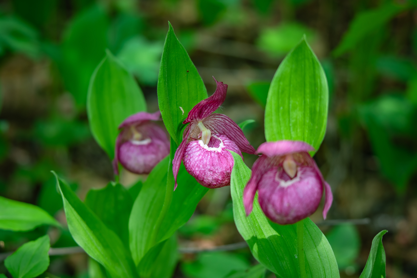 Image of Cypripedium macranthos specimen.