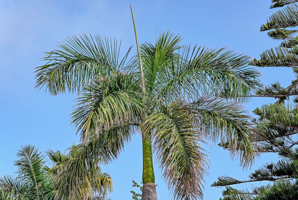 Image of Roystonea regia specimen.