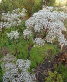 Image of taxon representative. Author is Сергей Турилов