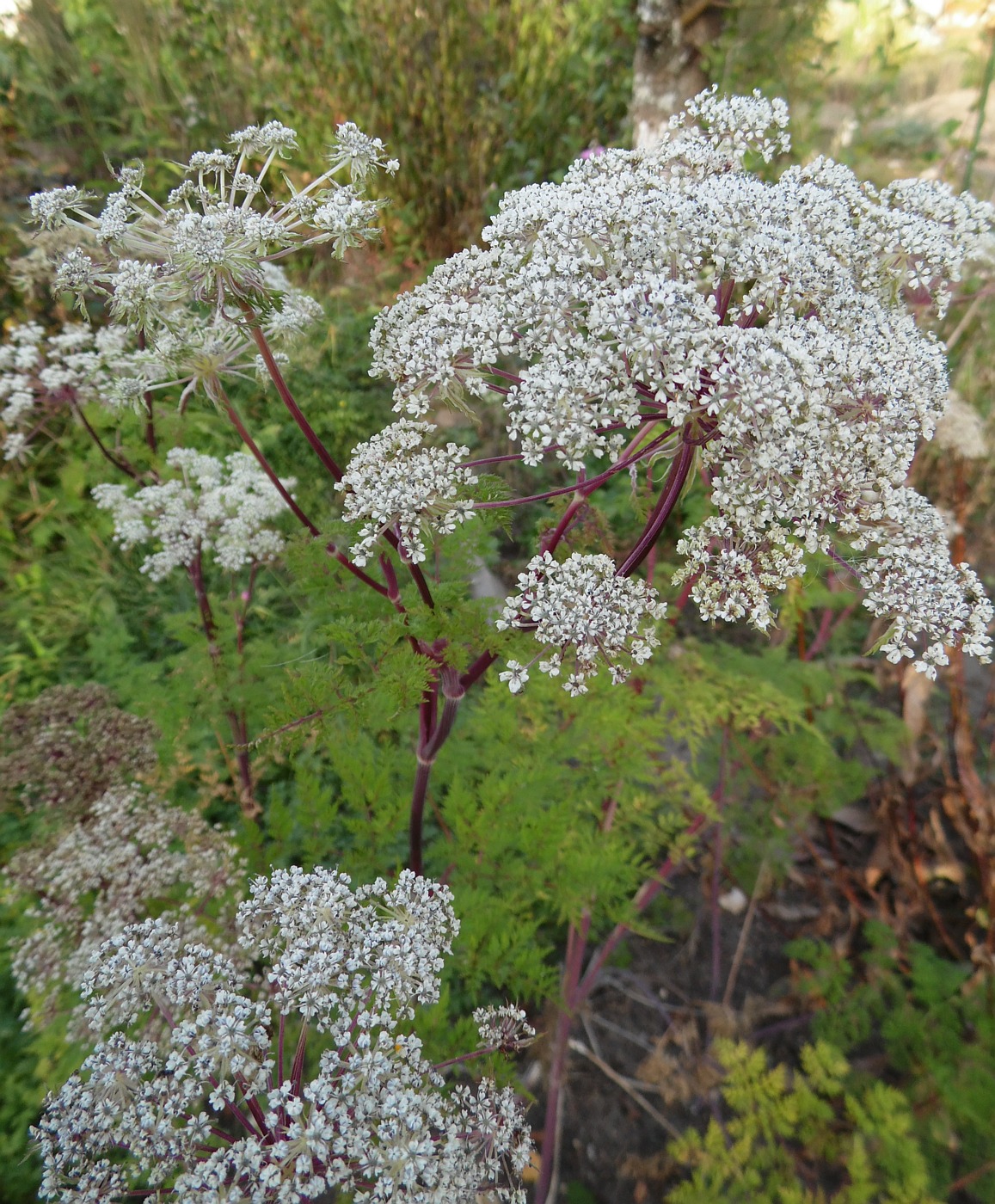 Image of genus Selinum specimen.