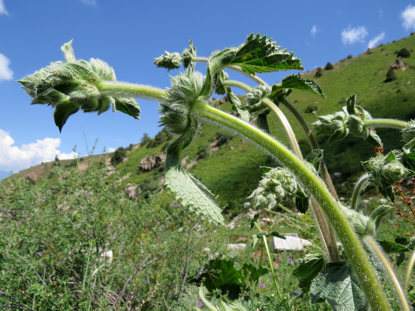 Изображение особи Phlomoides ostrowskiana.