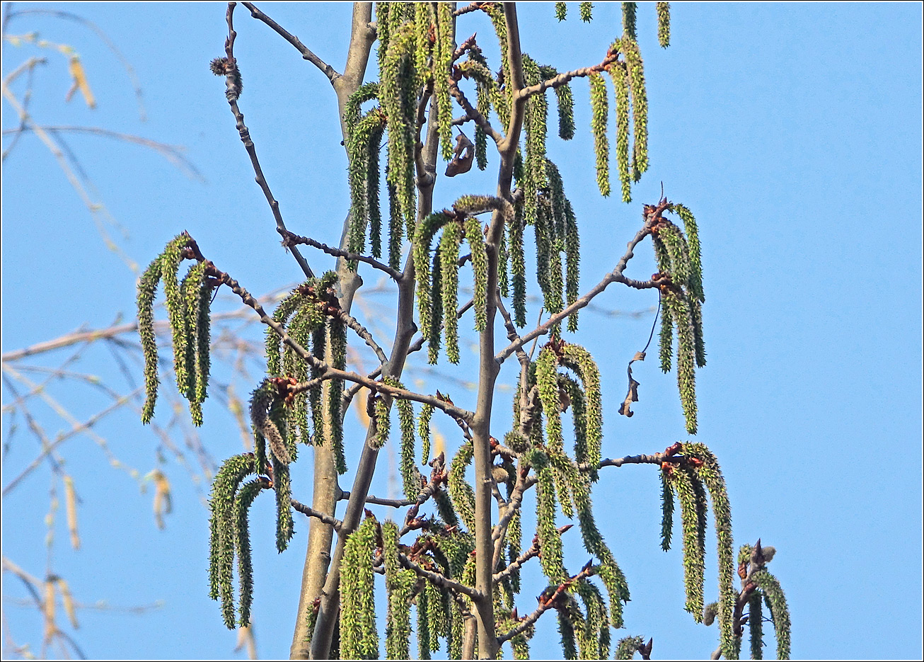 Изображение особи Populus tremula.