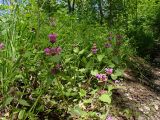 Lamium purpureum