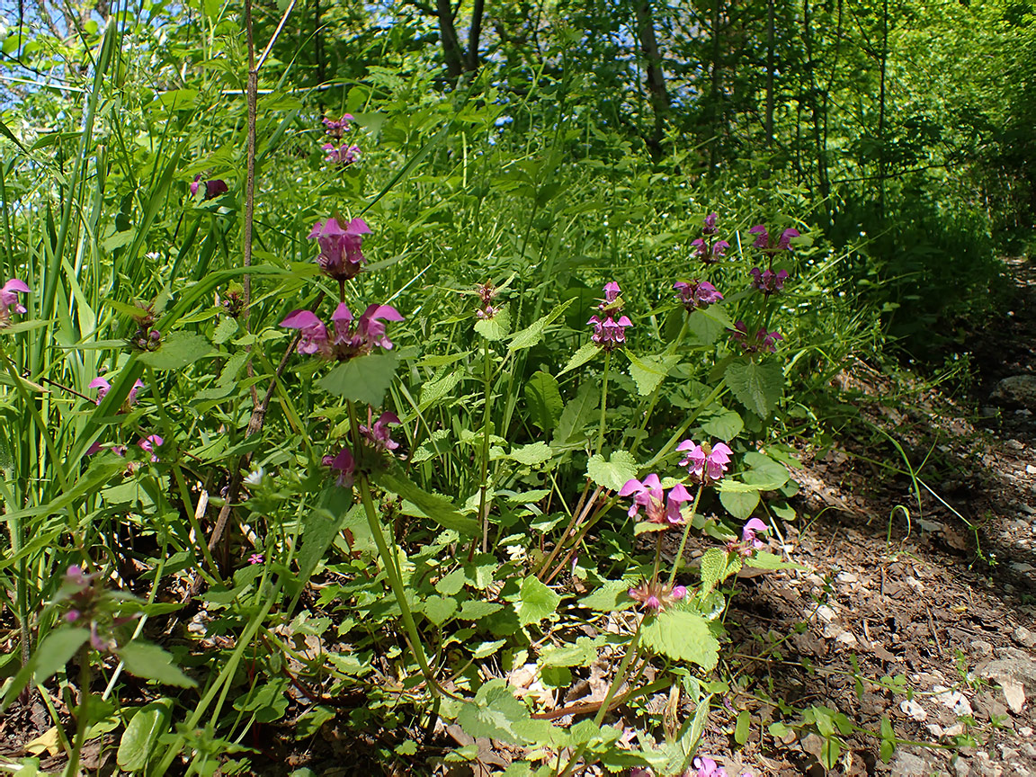 Изображение особи Lamium purpureum.