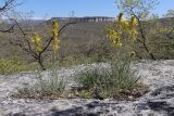 Asphodeline lutea. Цветущие растения. Крым, предгорье, окр. с. Залесное, куэста Чуплак-Сырт, задернованная скала. 28.04.2026.