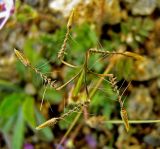 Erodium cicutarium. Плоды. Южный берег Крыма, окр. пгт Гурзуф. 22.04.2011.