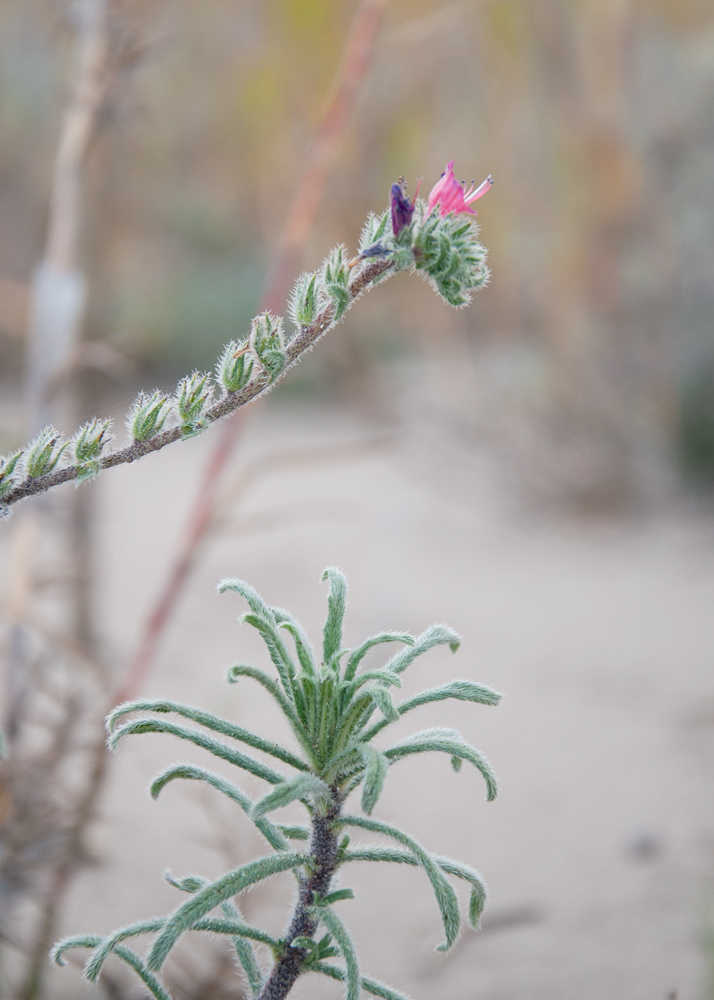 Image of Echium angustifolium specimen.