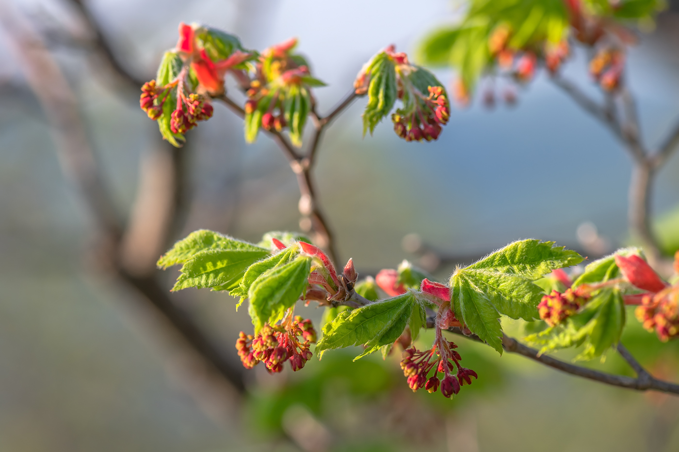 Изображение особи Acer pseudosieboldianum.