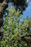 Amelanchier spicata. Верхняя часть кроны цветущего растения (слева - ствол Pinus sylvestris). Ленинградская обл., Ломоносовский р-н, пос. Дубки, дачный участок, в культуре. 17.05.2026.
