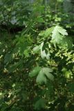 Acer campestre. Веточка молодого растения. Санкт-Петербург, Кировский р-н, двор жилого дома, в культуре. 06.06.2026.