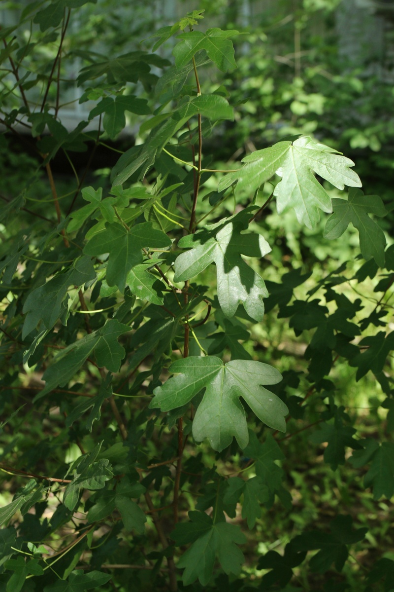 Изображение особи Acer campestre.