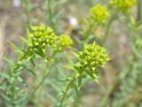 род Euphorbia