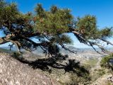 Pinus pallasiana