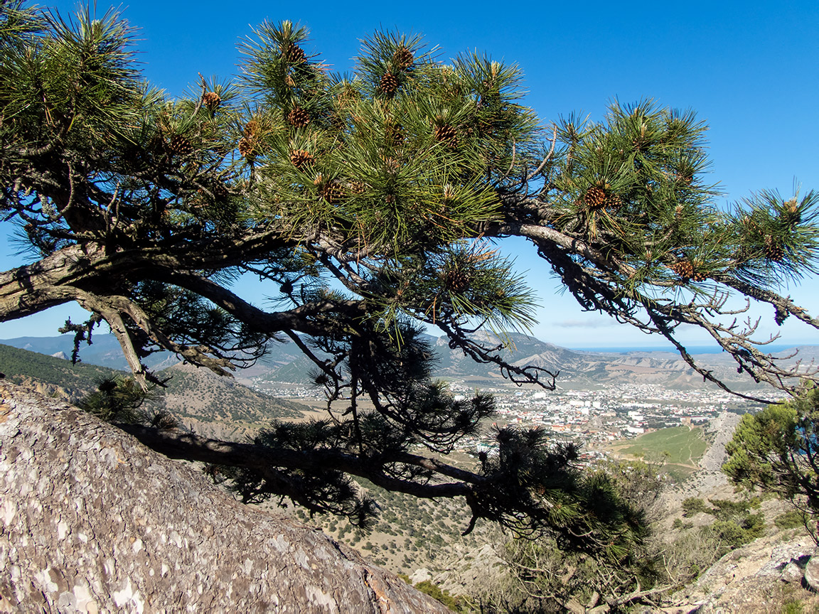 Image of Pinus pallasiana specimen.