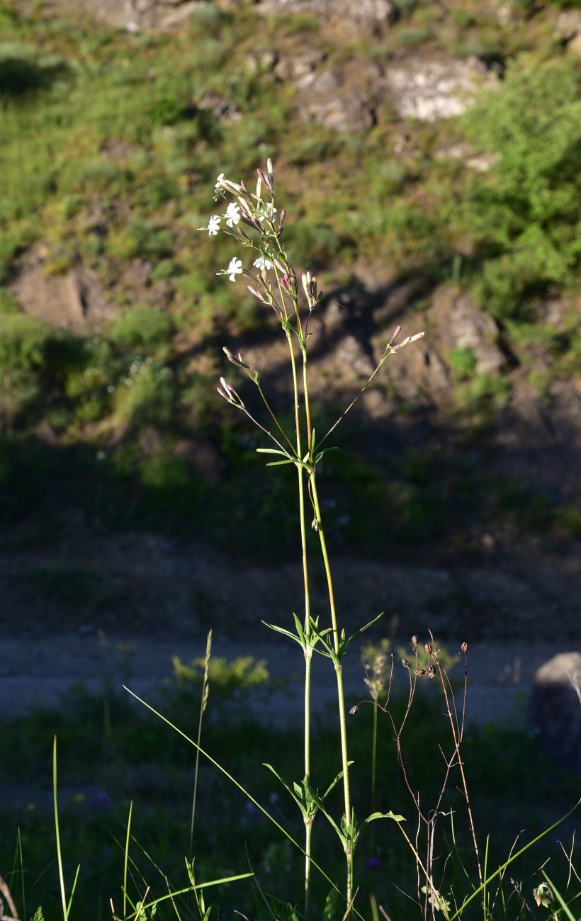 Image of Silene spergulifolia specimen.