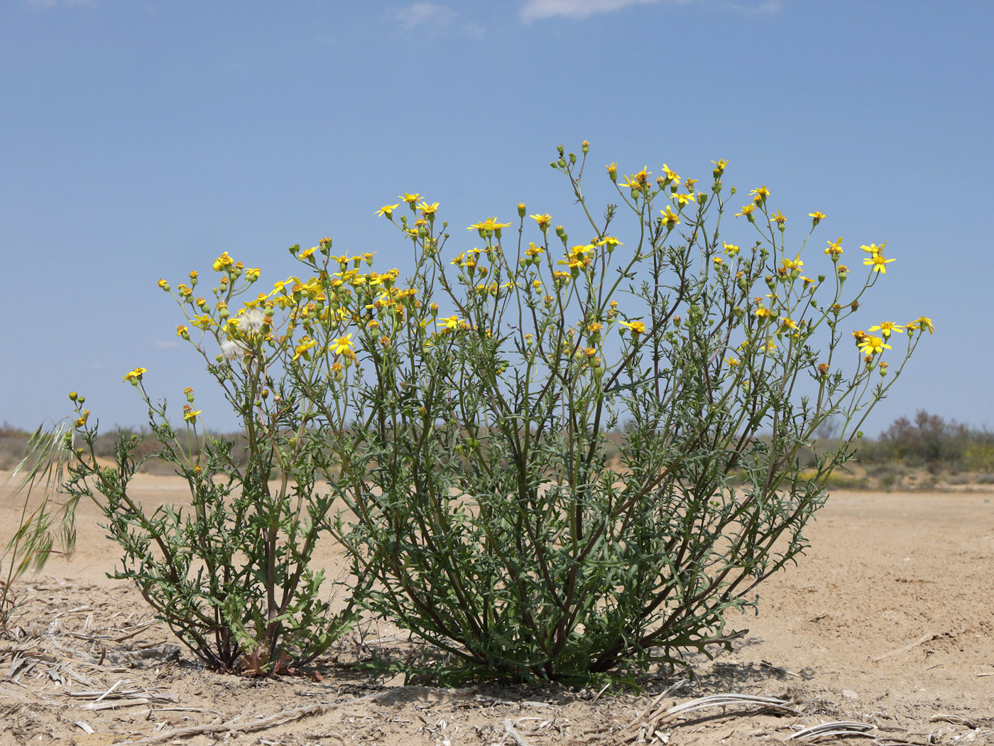 Image of Senecio noeanus specimen.