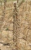 Eremurus tianschanicus. Соплодие. Узбекистан, г. Ташкент, Ботанический сад им. Ф.Н. Русанова, в культуре. 25.07.2026.