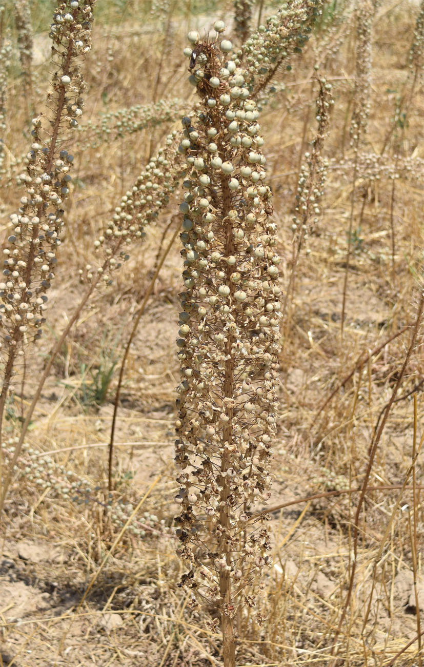 Image of Eremurus tianschanicus specimen.