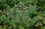 Galium uliginosum. Верхушки цветущих растений. Московская обл., Богородский гор. округ, окр. СНТ \"Купавна\", смешанный лес. 12.07.2025.